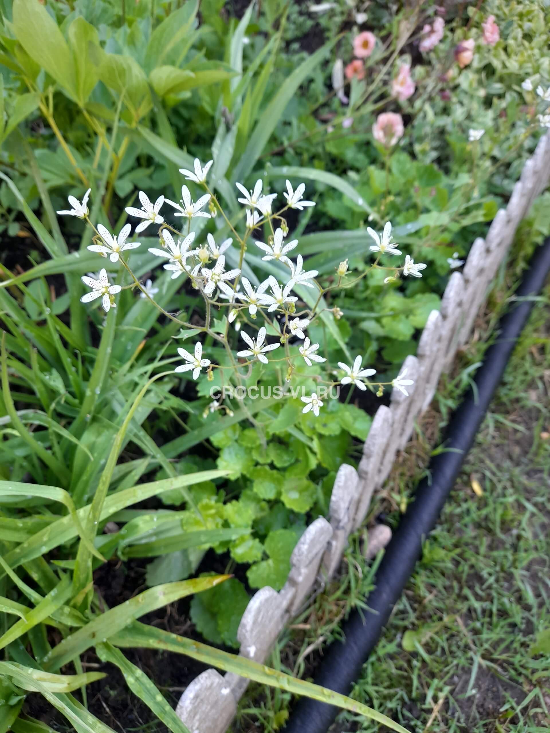 Камнеломка круглолистная